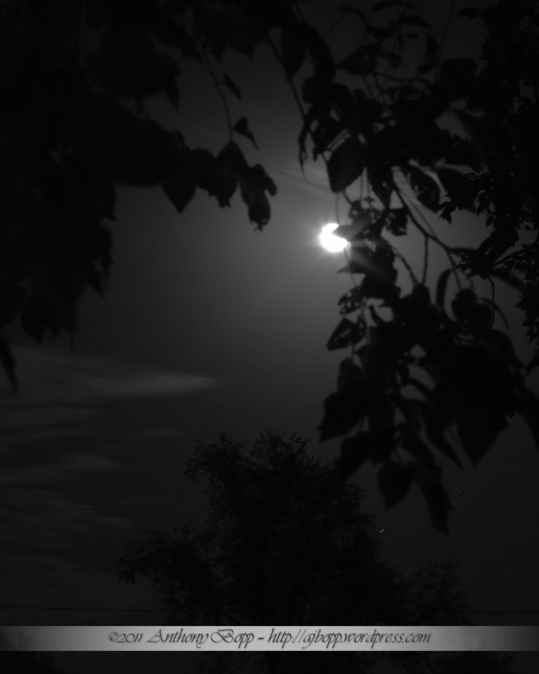 Moonlight Seranade